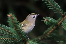 <p>KRÁLÍČEK OBECNÝ (Regulus regulus) /Coldcrest - Wintergoldhähnchen/</p>